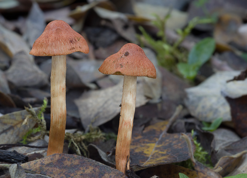 Cortinarius uliginosus